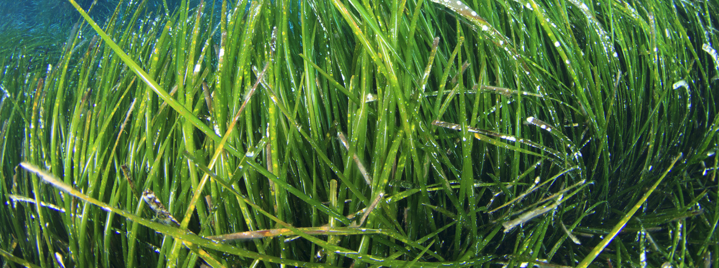 fett-oel-algen